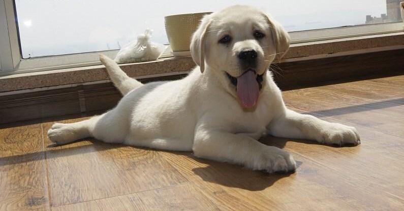 哪种狗狗最温顺最聪明好养不掉毛,好养的7种狗狗颜值高性格好