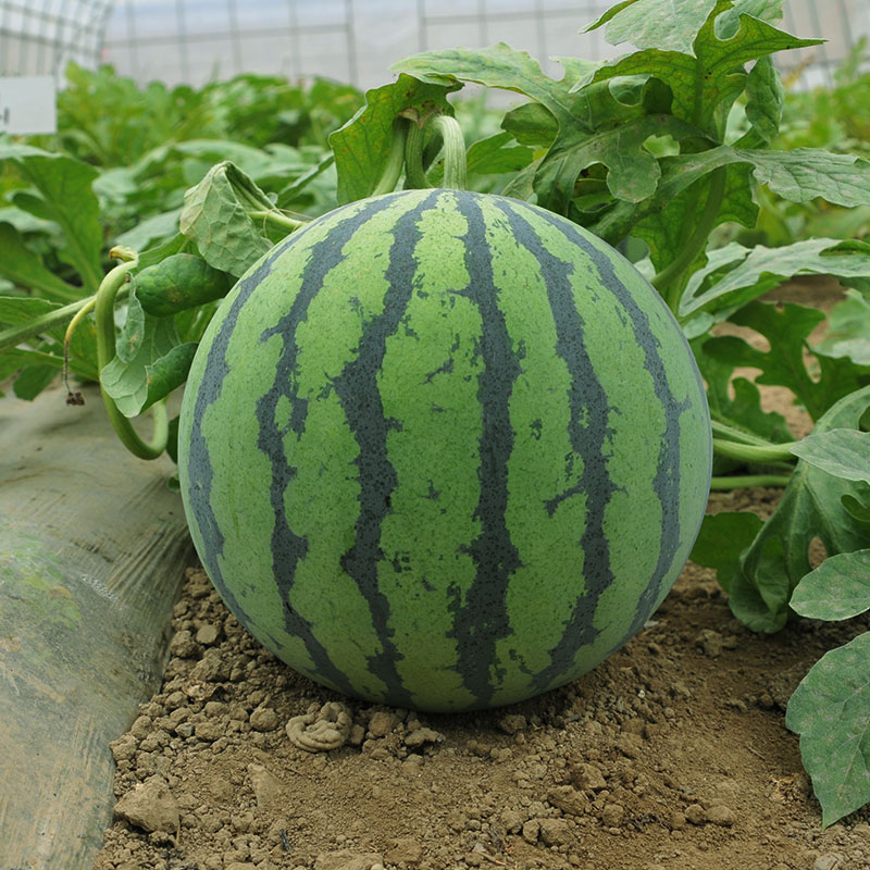 抗病抗裂强西瓜品种,不裂果的早熟西瓜品种