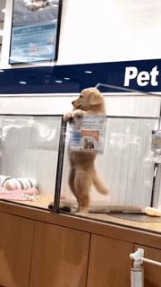 逛宠物店被狗赖上了,路过宠物店被狗狗萌到了