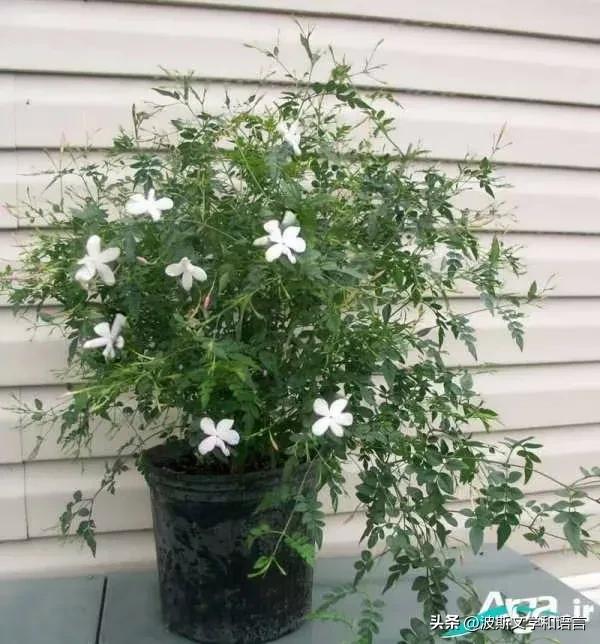 茉莉jasmine的英语,英语茉莉单词的发音