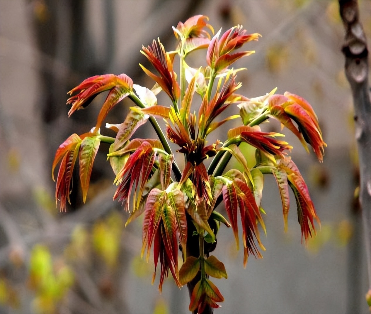 氧居田园山水一个值得你去体验的康县