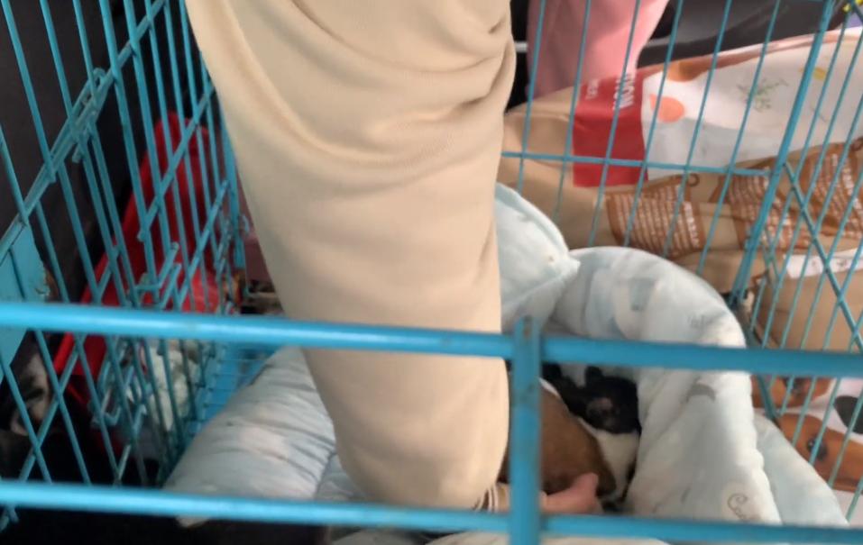 小狗子宫脱垂是什么原因,生小狗胎盘留肚子里了怎么办