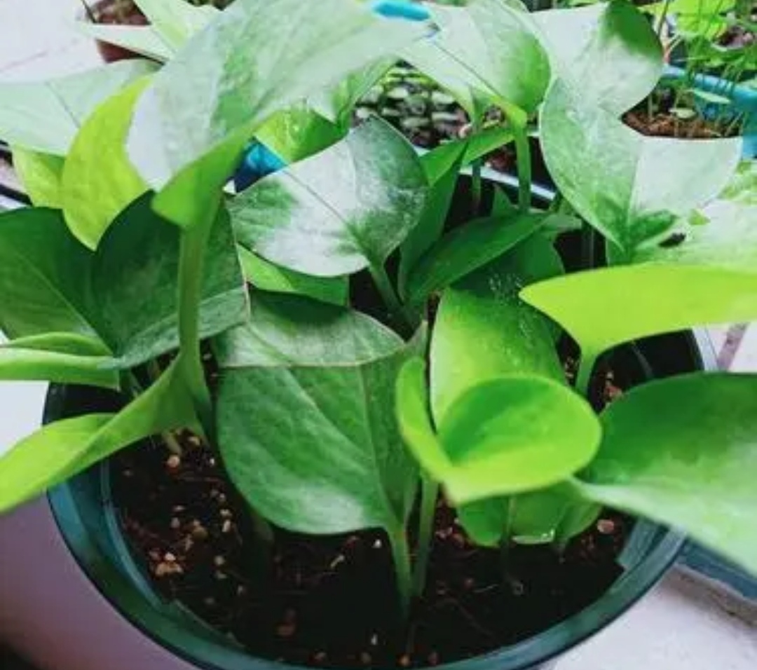 绿萝吊兰怎么养才能爆盆,绿萝吊兰怎么养才能长得快