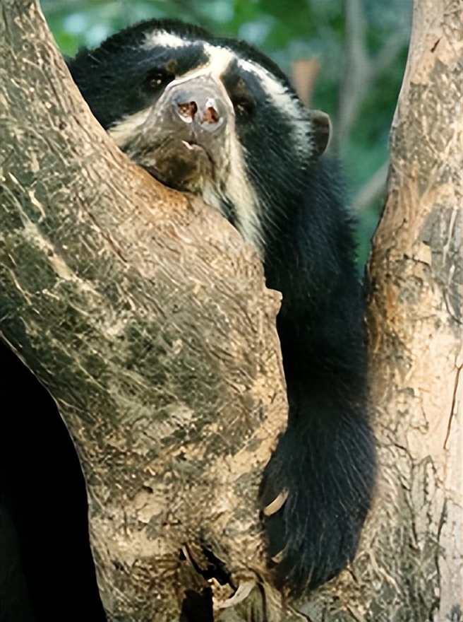 大熊猫是目前熊科唯一的哺乳动物,大熊猫为什么属于熊科