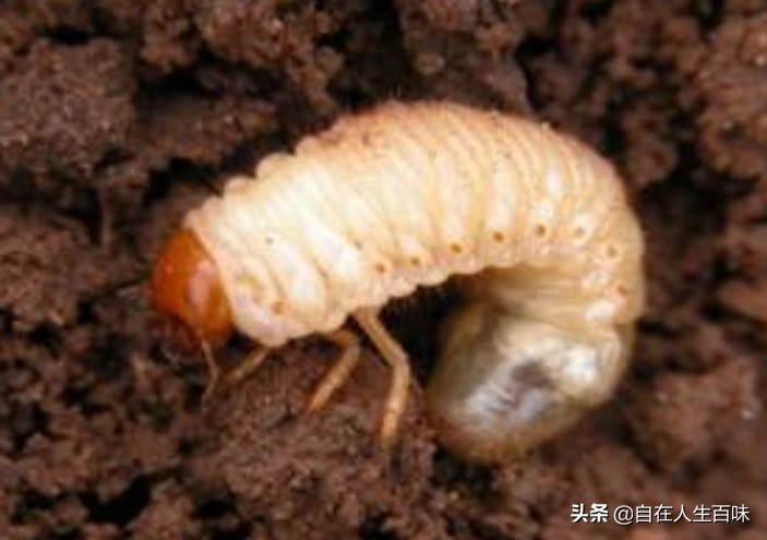 农村常见的虫子各叫什么名字,农村房子里面常见的虫子有哪些