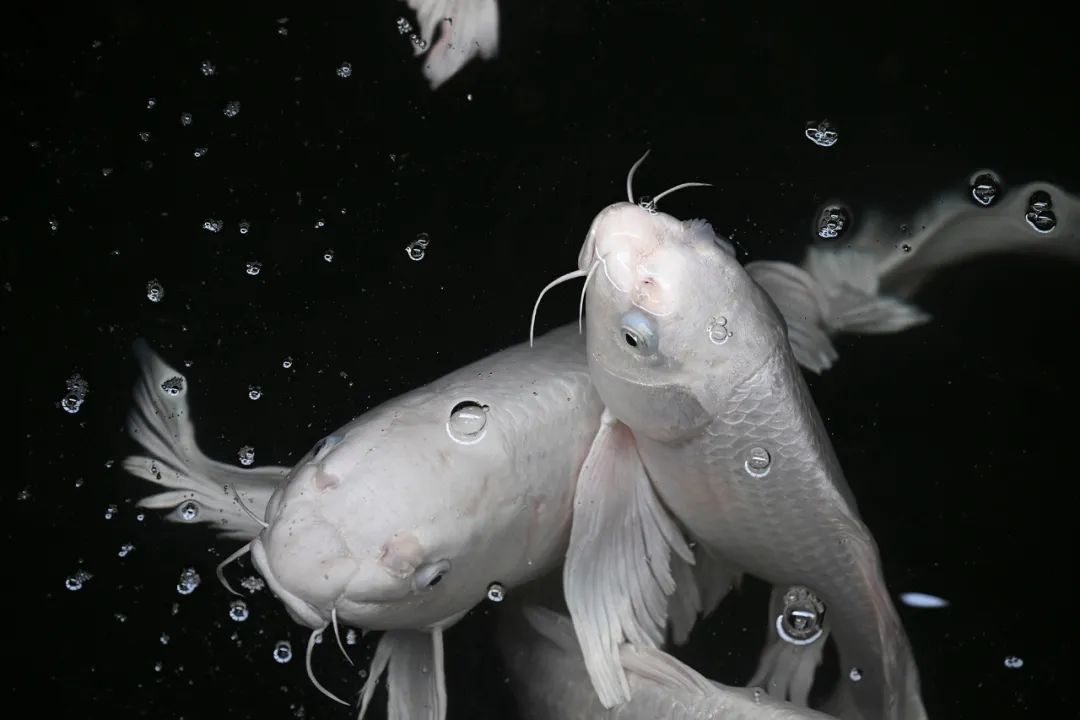 尼康Z8的测评,尼康z8测评一台名副其实的小z9