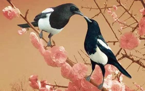 喜鹊最吉祥的话,喜鹊小吉祥