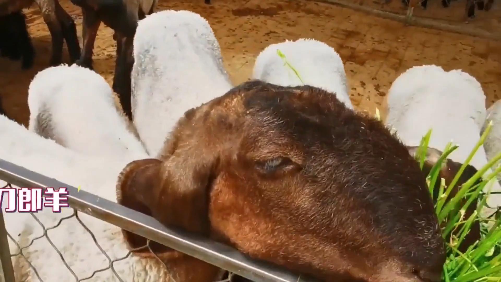 瓦格吉尔羊价格怎么样,瓦格吉尔羊为什么贵价值是什么