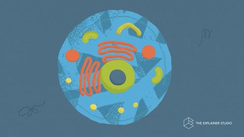 间充质干细胞能消除鼻炎吗,干细胞治疗鼻炎最新方法