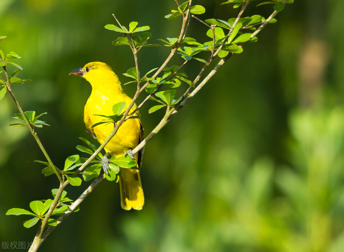 小学语文三年级下册必背古诗,小学语文考编必背古诗汇集朗读