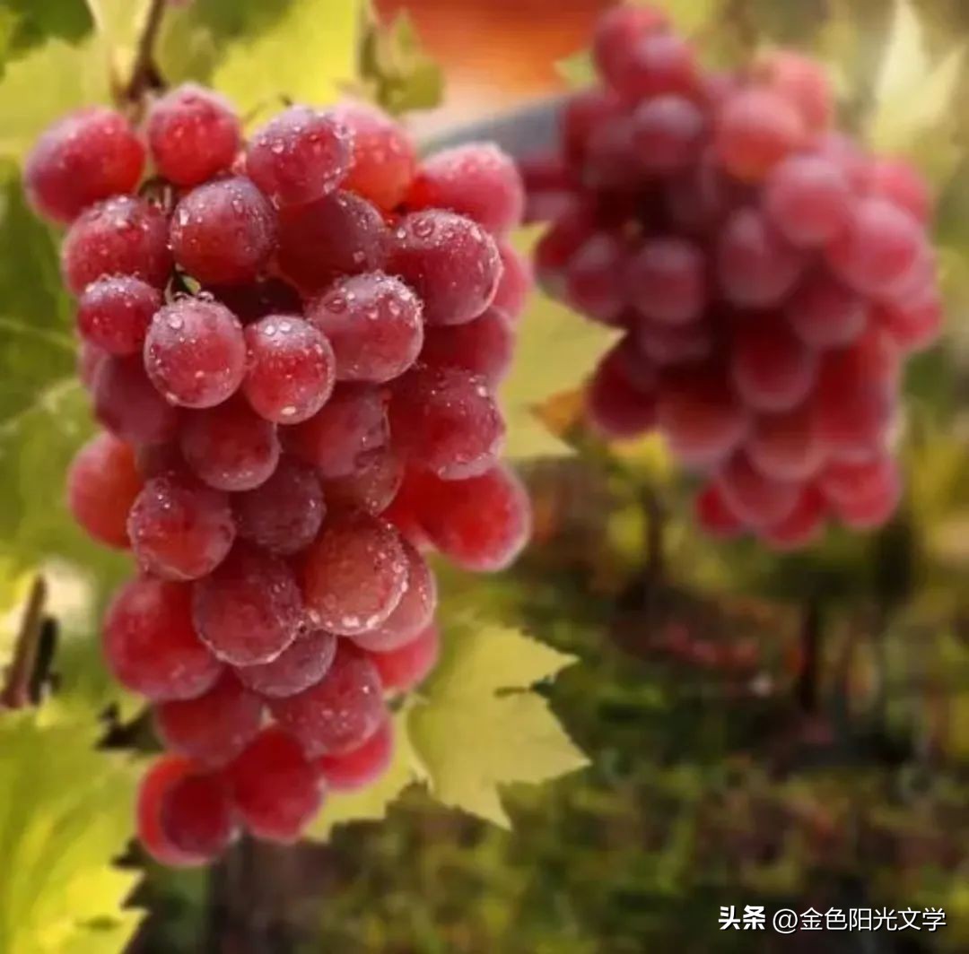 美味的葡萄看图写话,美味的葡萄视频