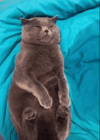 再恼火也别“打猫咪”,这些后果你难以承受