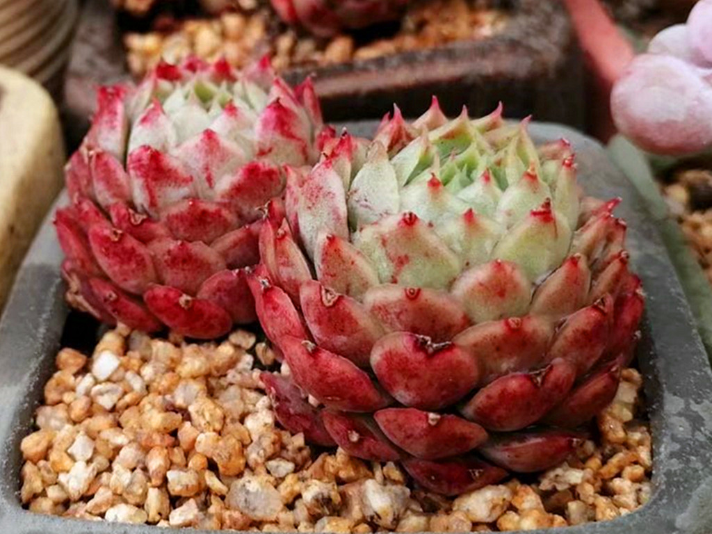 多肉变绿是怎么了,多肉总是绿绿的