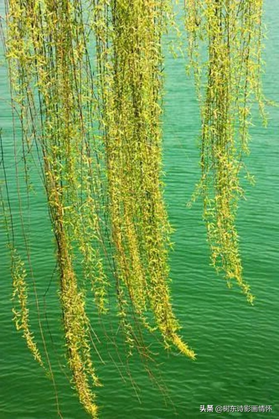 春风杨柳万千条,六亿神州尽舜尧,从咏柳中体会中华文化的魅力