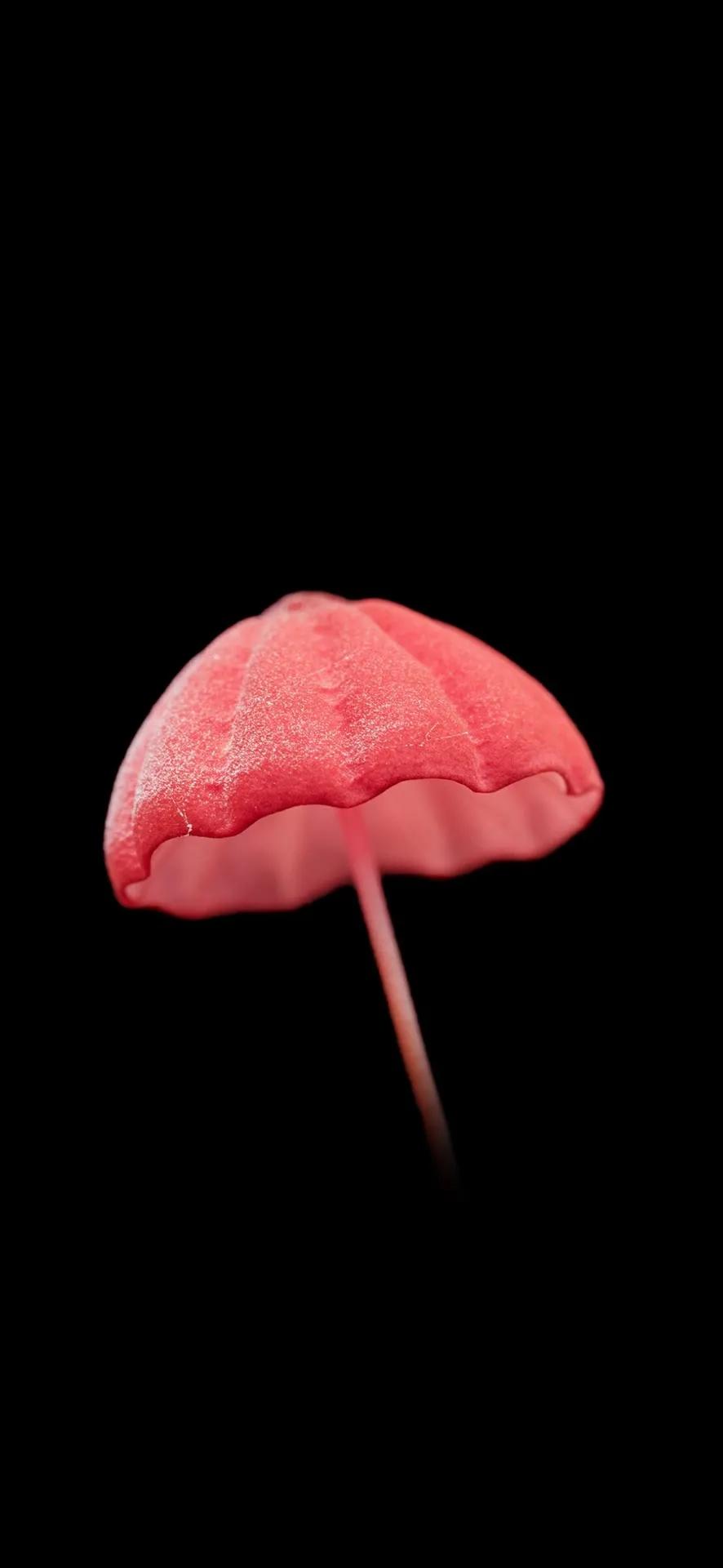 全屏手机壁纸高清无水印,特别好看的手机壁纸高清全屏