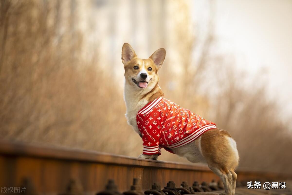 哪些狗狗长得最好看前十名,狗狗聪明品种排行榜前十名