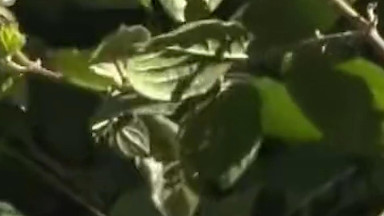 六旬老人晕倒医生急救援,八旬医生抢救老人