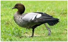 鸟类在分类学中统称为什么,鸟纲分类总表