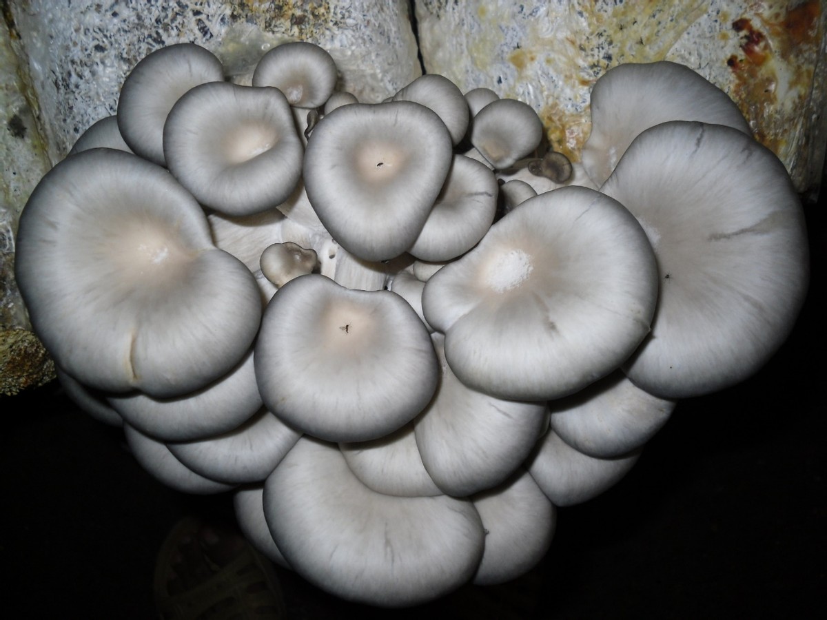 平菇的病虫害防治方法,平菇病虫害防控方法