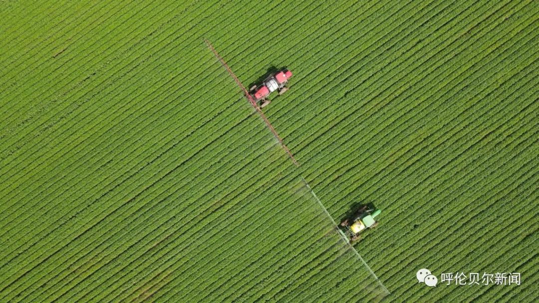 走近黑土粮仓⑤丨实施农服促进步联农带农共致富——呼伦贝尔农垦集团积极推进农业社会化服务