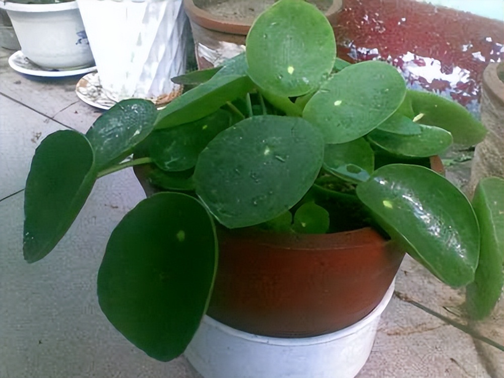 镜面草怎么养最好,镜面草小知识