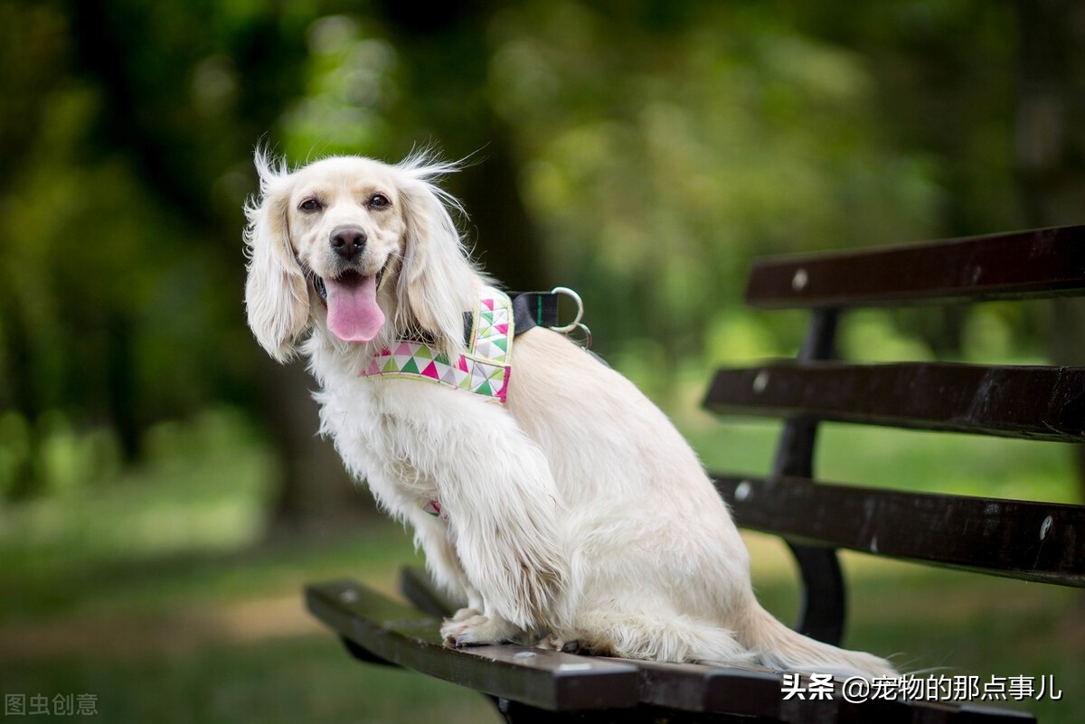 去一次宠物医院处理伤口多少钱,去宠物医院一次要多少钱