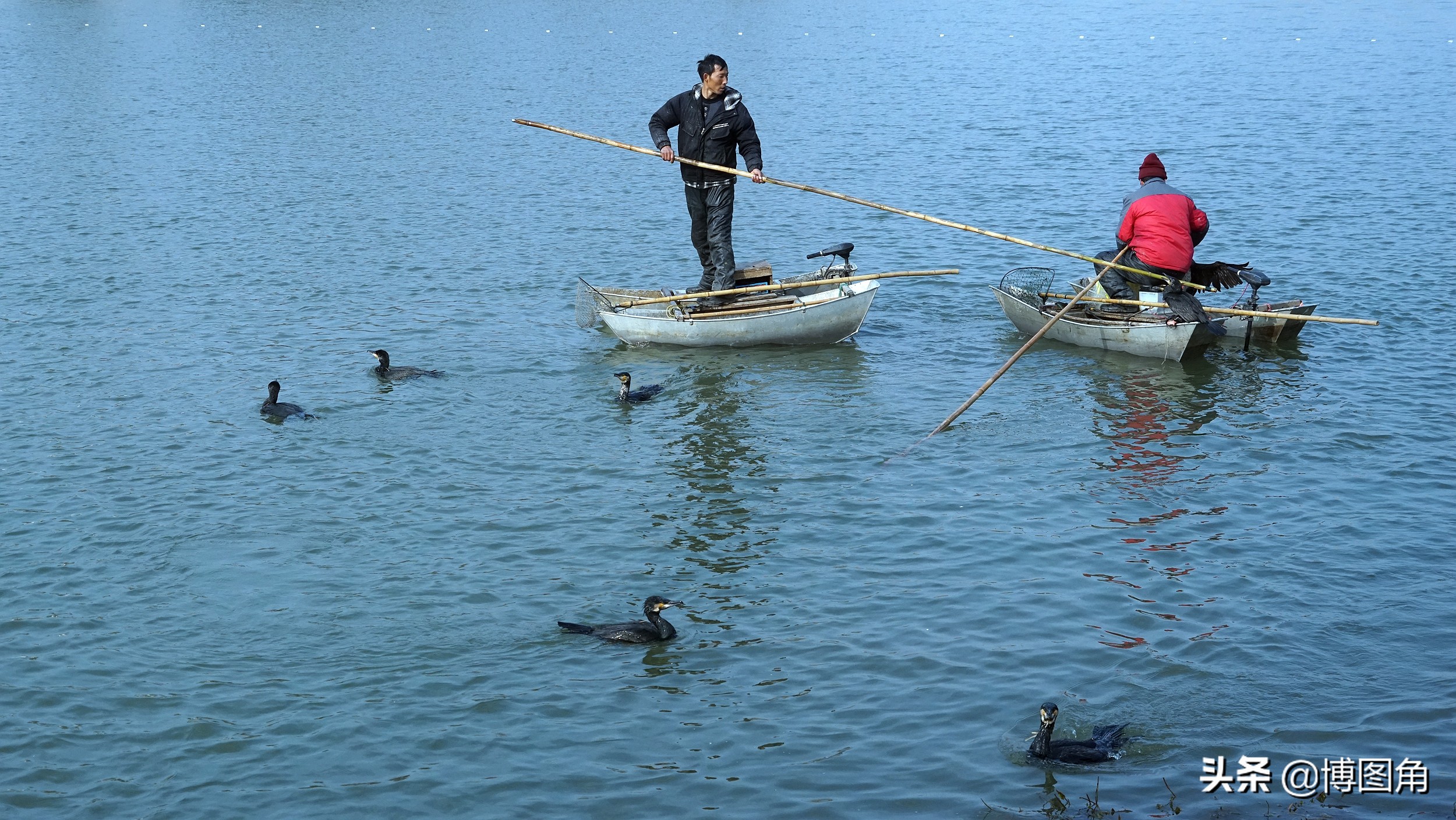 鸬鹚捕鱼渔民生活实拍精彩的瞬间,渔民与鸬鹚捕鱼图片