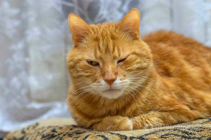 不小心搞掉猫咪胡须,猫咪的胡子可以稍微剪掉一点点嘛