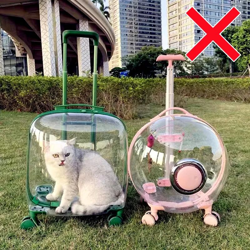 害死猫的网红饰品,盘点那些被人害死的网红猫