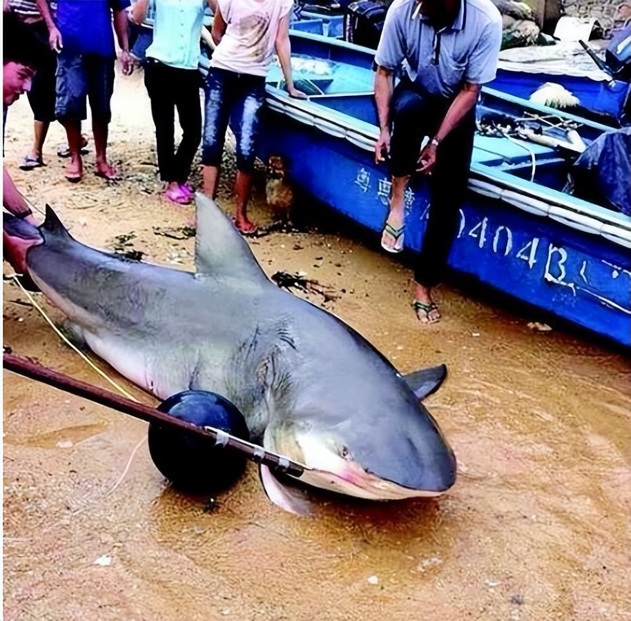 蛟龙真的存在吗,真的有蛟龙这种生物吗