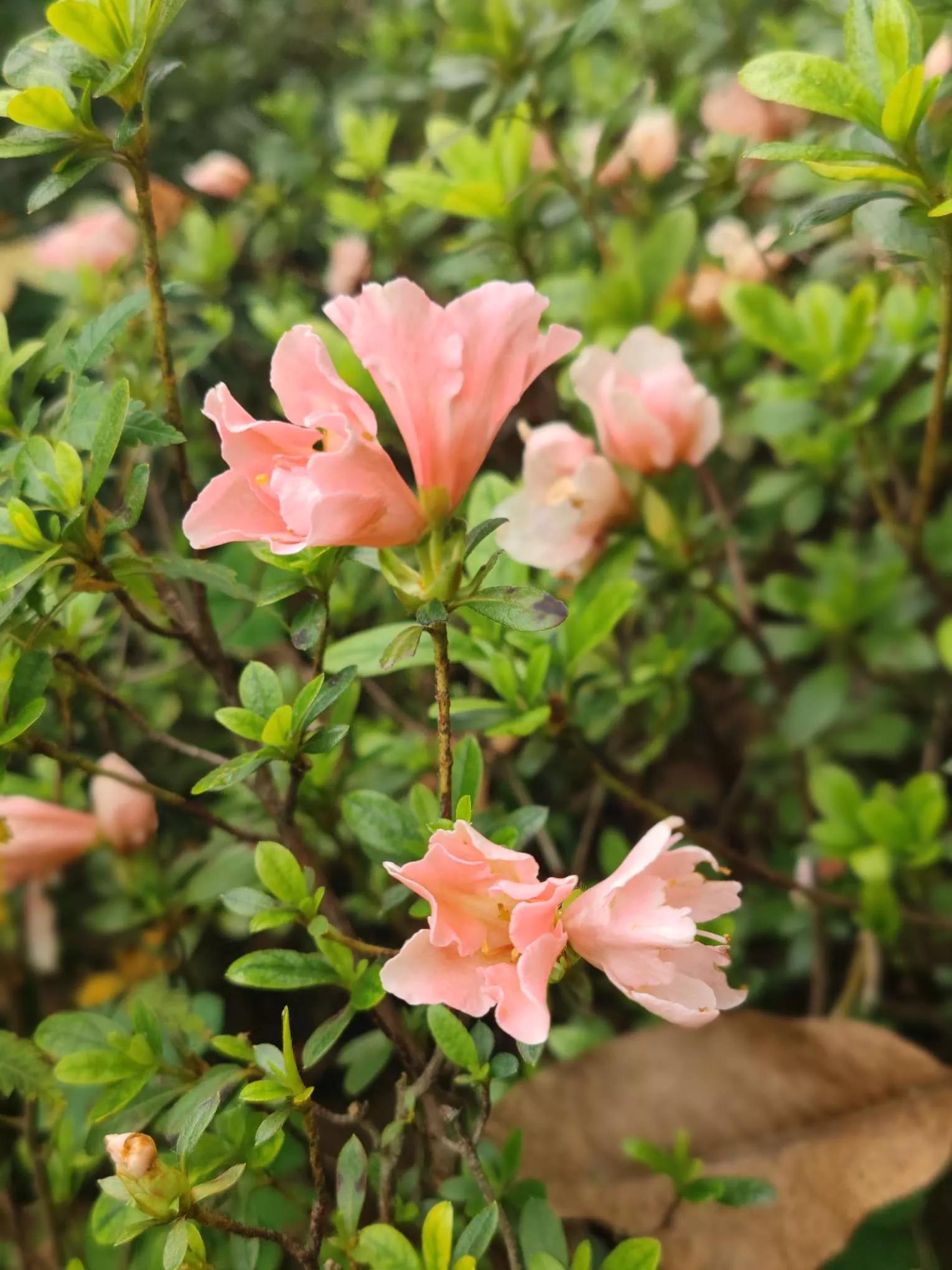 花草种类名称介绍,各种各样的花草名称大全
