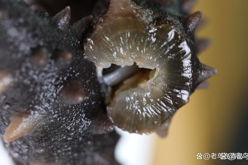 野生海参价格大概多少钱一斤,野生海参的价格多少一斤