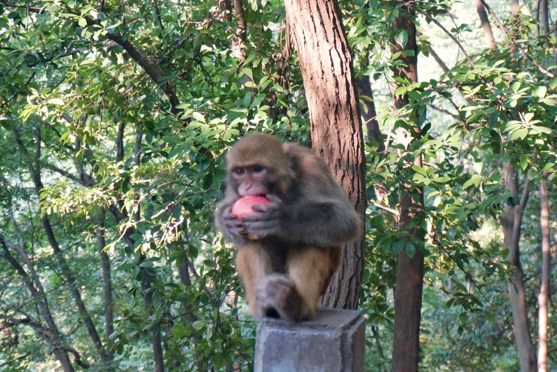 贵州旅游攻略苗寨六日游,贵州三天两夜旅游攻略荔波