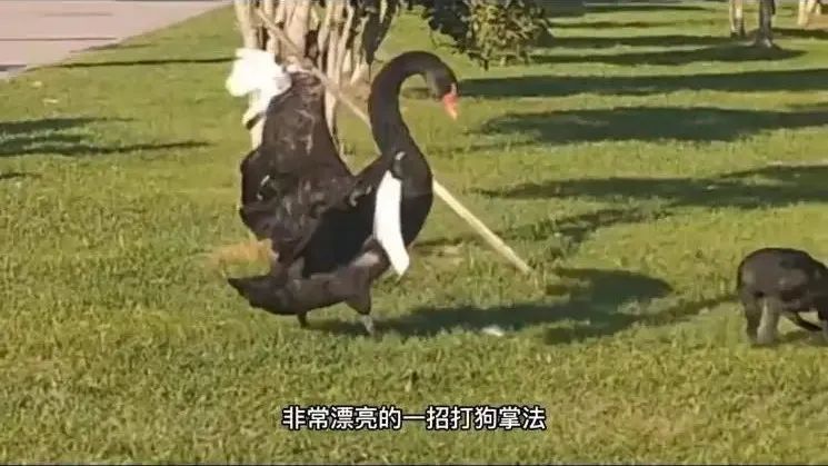 被黑天鹅打了,被黑天鹅打了一顿