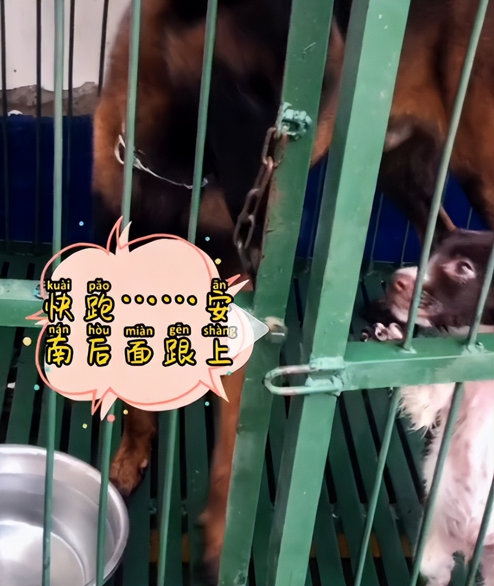 网红警犬巴万抖音正能量,网红警犬巴万上央视