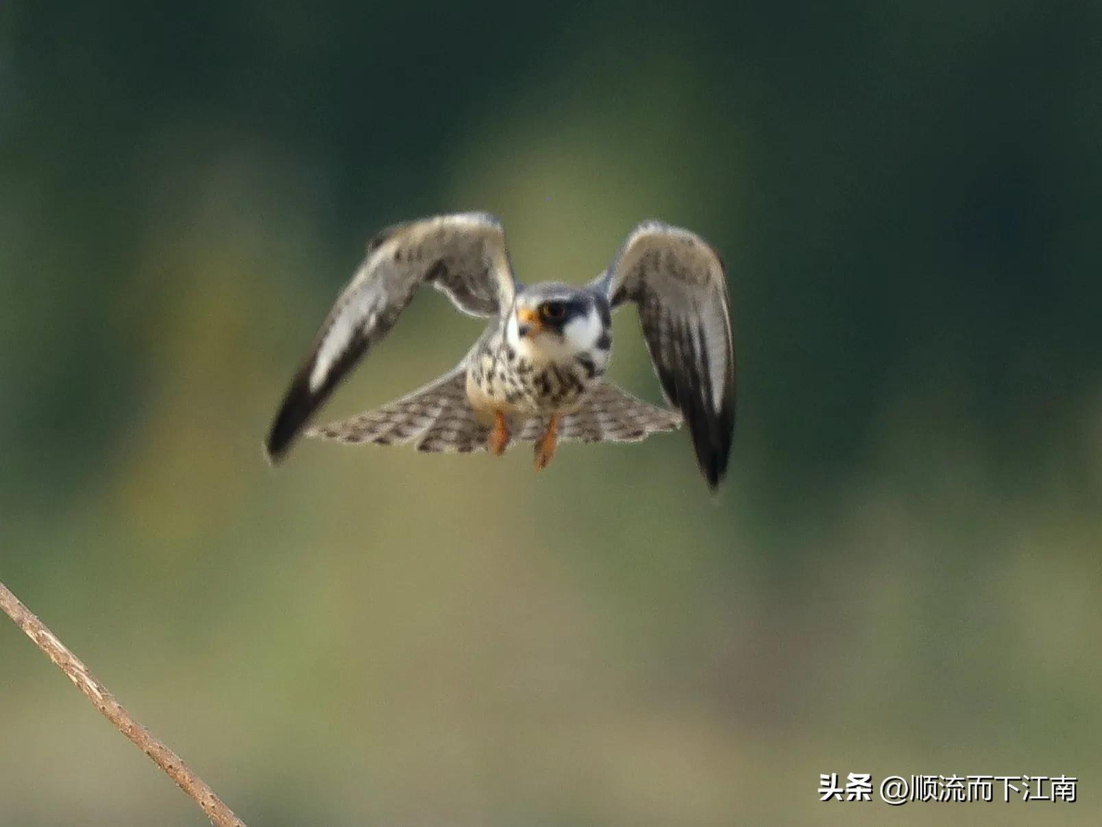 红脚隼叫声,红脚隼