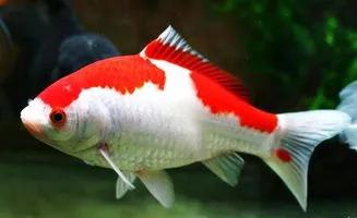 养什么能把玻璃鱼缸清理干净,鱼缸玻璃上的黄垢怎样避免