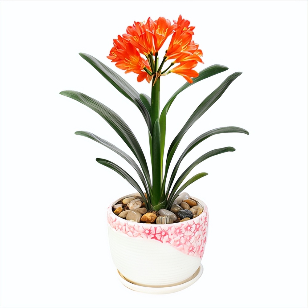 目前的君子兰怎样护养,怎么样能把君子兰养好