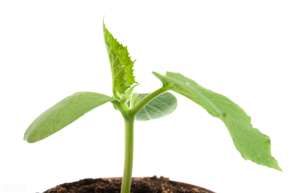 蔬菜苗移栽后如何迅速缓苗,蔬菜分苗方法和技巧