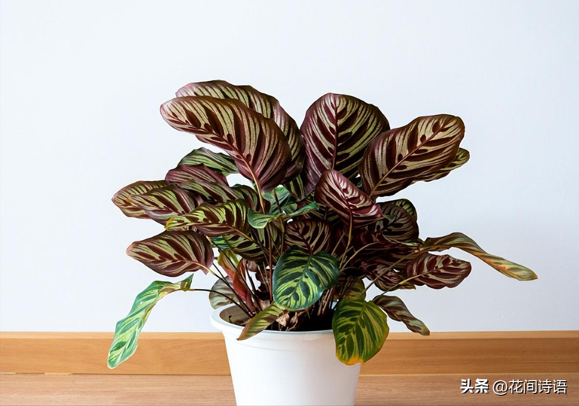 新房装修去甲醛最好的绿植,室内什么绿植去除甲醛效果最好