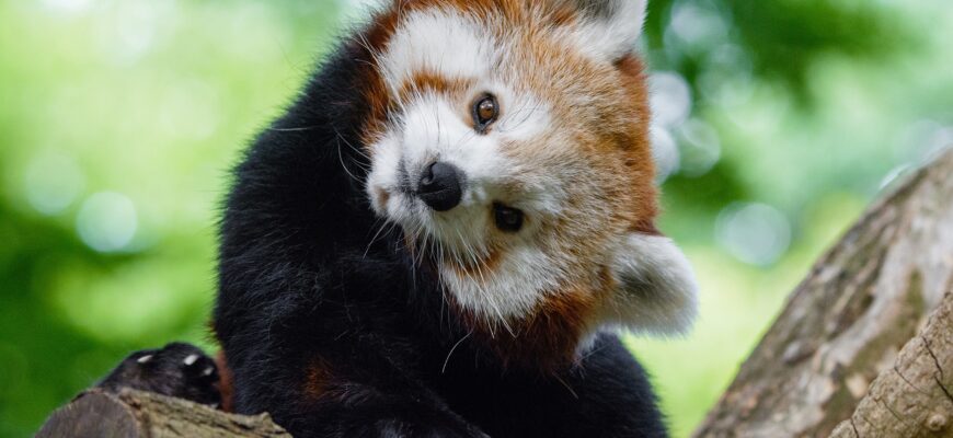 八种极为危险的可爱动物,猫是世界上最可爱的动物