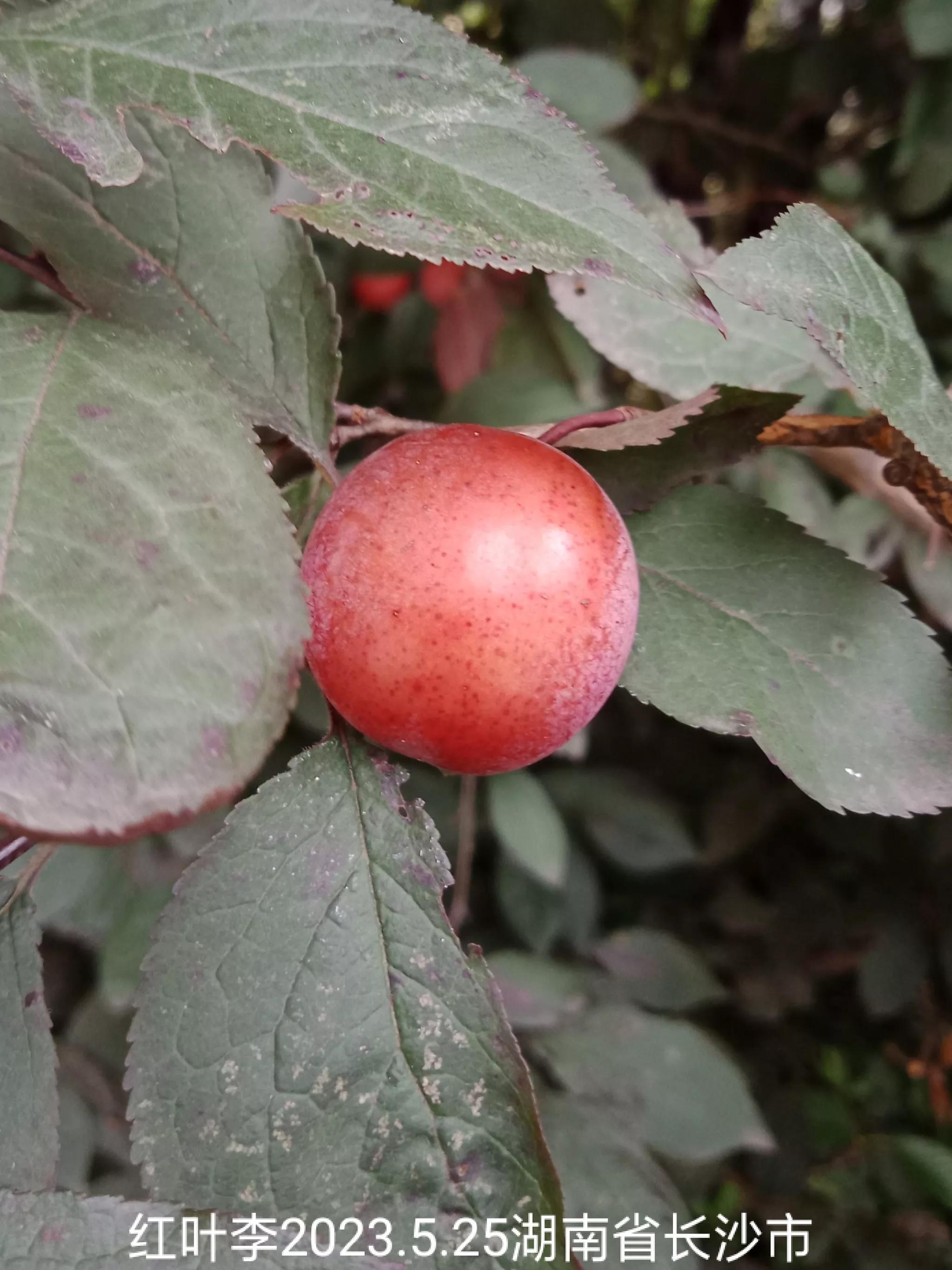 怎么找回没保存丢失的微信群,怎么找回没有保存的微信群