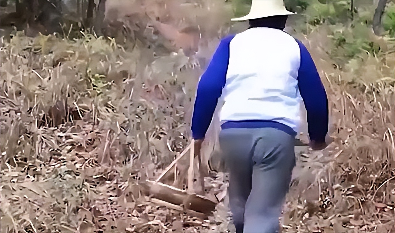 吉林农妇好心收养毒蛇,吉林农夫好心救了一条毒蛇