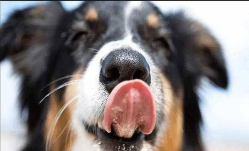 母狗喜欢舔小狗,母狗老是舔自己手是因为什么