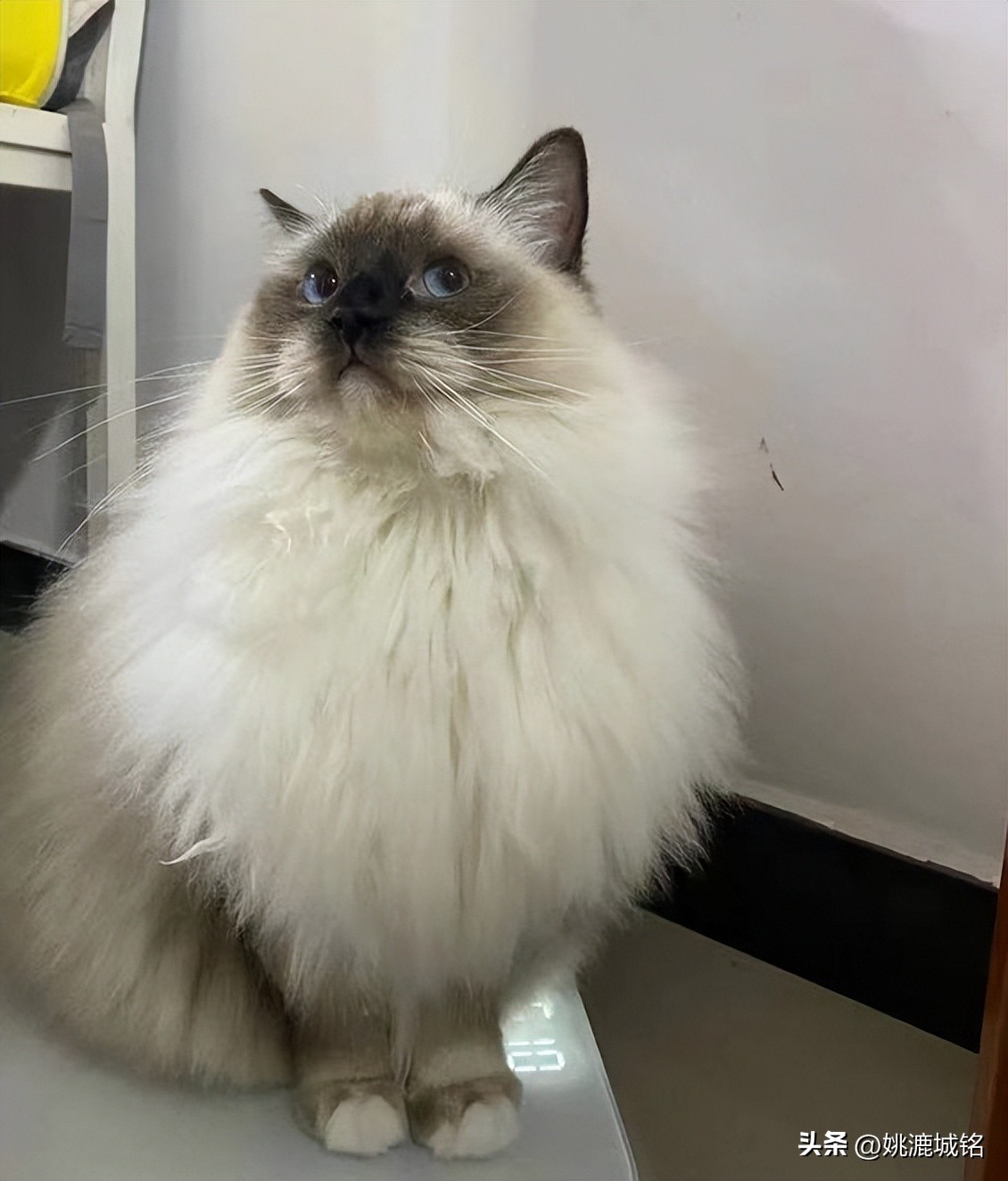 猫吃哪个牌子的猫粮比较好,2022猫粮排名