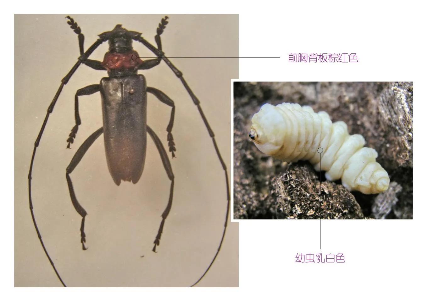 32种昆虫简介思维导图,32种食用植物