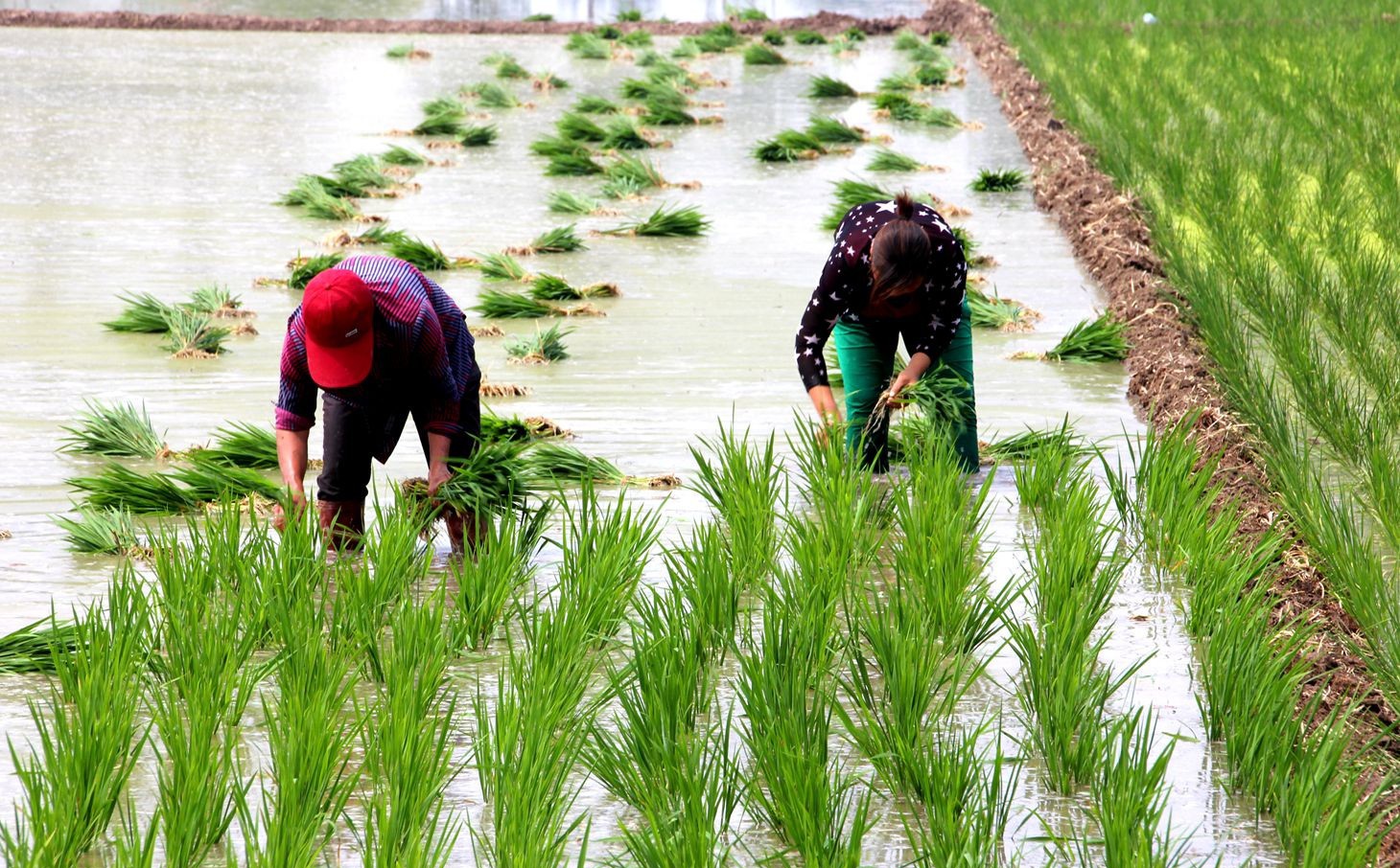 在深圳租一套二手房多少钱,本人在深圳买二手房