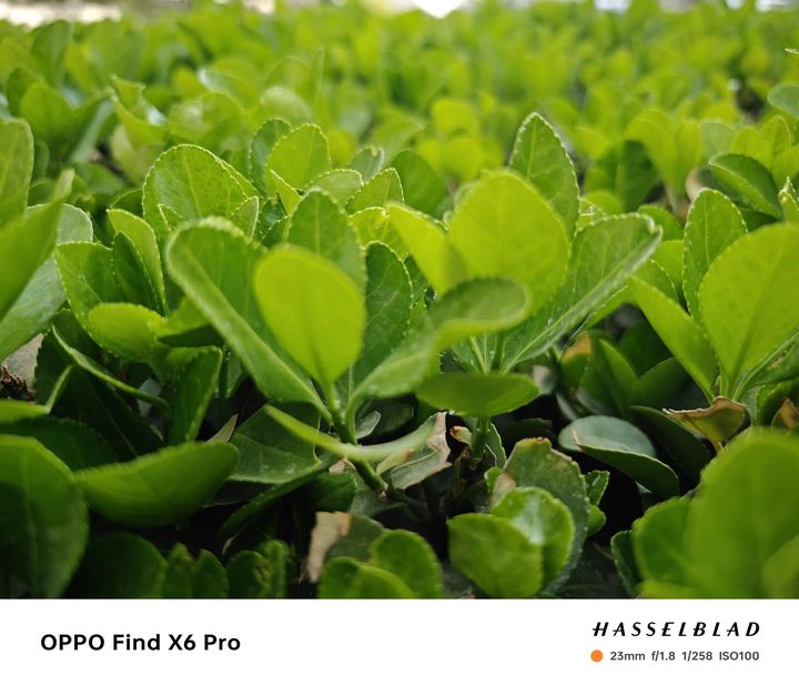 vivox90pro和oppofindx6pro最新对比,oppofindx6pro对比vivox90pro哪个更好