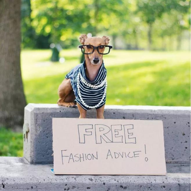 一只被抛弃的小狗逆袭变身超狗,一只被逆袭的中国狗狗