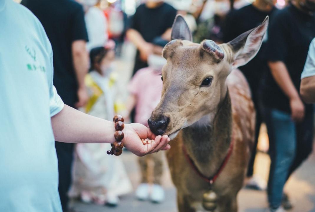 2022歇马夜市如约开市，唤起沈城新活力